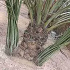 فيائل أو فراخ صقعي طيبه جدآ