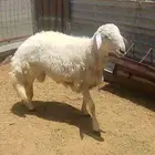 فحل حري للبيع