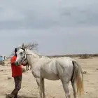 خيل شعبي معسوف