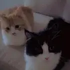 قطط شيرازي للتبني