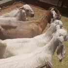 عنزا مصريه باولادها