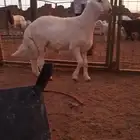 للبيع مشروع فحل حري