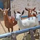 ماعز جنوبيات صنف