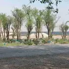 اشجار سدر معمره للبيع 5بوصه 6بوصه 7بوصه 4بوصه بمركن جاخز