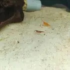 شرمب نهري ملون