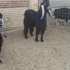 تيس عارضي