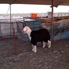 مشروع فحل نجدي صنف الصنف