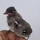 فروخ بلابل هملايا وحبه كشميري