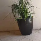 شجر صناعي وتحف (موضوع متجدد)