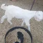 تيس وجفره