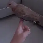 فرخ قمريه