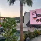 متخصصين في تكريب وتنظيف النخل العربي الواشنطن الامريكي