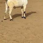 تيس بيشي صنف الصنف