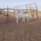 خرفان للبيع