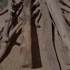 حطب كينا احمر له سنة يابس تماما وزارعه بنفسي