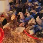 صوص بلدي و فرسني