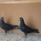 حمام قلابي