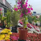 زرع طبيعي وسماد وتربيه