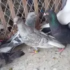 حمام كش شامي