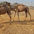 نياق عوادي مشروطه من الحي وعذاريب البل