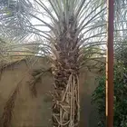 نخيل للبيع مثمر فسائل نقايل جثايث