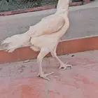 دجاجة اذناب الهند