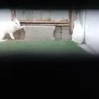 ارانب فرنسي