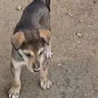 جرو هاسكي العمر 20 يوم