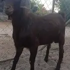 مشروع أدهم وشيء فاخر