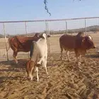 بقرتين لقحات وحسيل للبيع