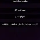زيبرا