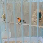 نواذر طيور نس اج (Red Bishop) ذكر وأنثى