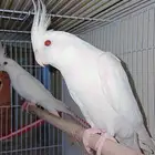 زوج كروان البينو عيون حمراء منتج شرط