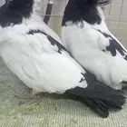 للبيع زوج سوداني