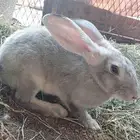 ارنب للبيع