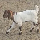 مشروع فحل بورقت الموقع القنفذه