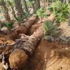 نخل واشنطنيا زينه