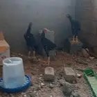 ديكه باكستاني