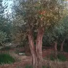 مقاول توريدنخيل عربي وواشنطني وأشجار زيتون معمره وصغيره في م