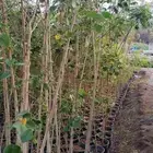 شتلات واشجار نيم و خبيز ساحلي