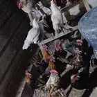ديوك بلدي جاهزه اكل ولا انتاج