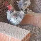 دجاج مفتل