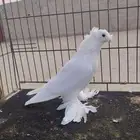 فردات حمام مميزه
