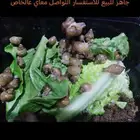 حلزون أفريقي عمر شهرين