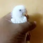 فرخ روز ( البينو )