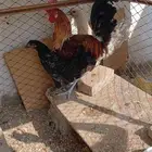 ديك ودجاجتين الدجاجه الوحده 20 و الديك 30