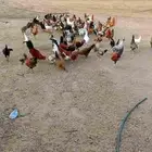 للبيع دجاج بلدي جاهز للإنتاج