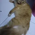 قطط لتبني