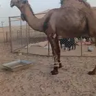 بعير اصفر كفو