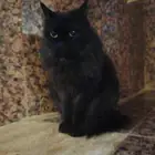 قطة شيارزي سوداء